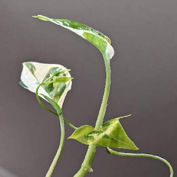 マーガレットアイビーの投稿画像一覧 Greensnap グリーンスナップ