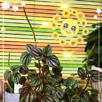 happy♡の画像 by ショコラさん | 窓辺とペペロミアと今日も笑顔で♡と観葉植物とありがとう♡とhappy♡とペペロミア属とお花大好き✨と今日も元気でと❤️可愛い