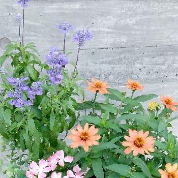 オレガノ  ケントビューティーの画像 by kiraraさん | 玄関とオレガノ・ケントビューティーと日々草とオレガノ  ケントビューティーとピンクの花とにちにち草と寄せ植えと 日々草とお花好き