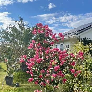 広いお庭の画像 by ラックスさん | 広い庭とサルスベリタスクローラと庭の花と花のある生活と夏の花と広いお庭とガーデニング
