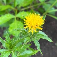 ベニバナ 紅花 の育て方 種まき時期や植え付け方法は Greensnap グリーンスナップ