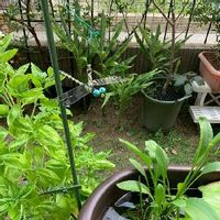 うどんこ病の対策 発生原因と時期は 効果的な予防方法はある Greensnap グリーンスナップ