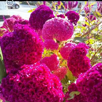 好みの色の画像 by ぴょんさん | ケイトウとだいすきと可愛い❤と綺麗なお花❤と鮮やか✨✨✨とピンク色の花と好みの色と花のある暮らし