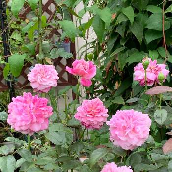 バラ パリスの投稿画像一覧 Greensnap グリーンスナップ