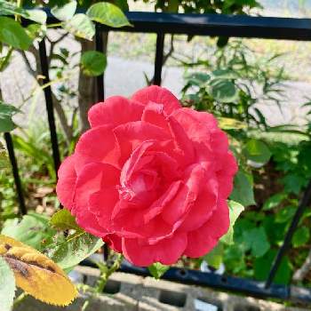 薔薇 ダブルノックアウト 赤の画像 by Kay_Tama-gsk さん | 小さな庭と薔薇 ダブルノックアウト 赤とカラフルと鮮やか と赤い花と真っ赤とKays_gardenと初夏の花たち