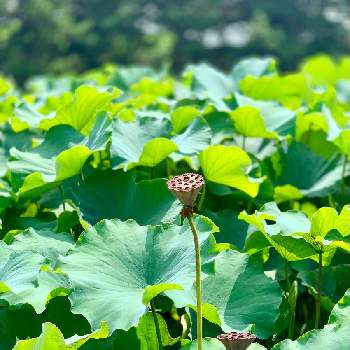 蓮の花托の投稿画像一覧 Greensnap グリーンスナップ