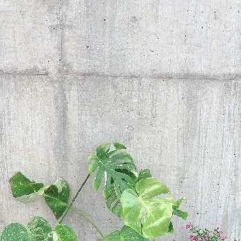  斑入りモンステラの画像 by 恵子さん | 斑入りモンステラと 斑入りモンステラと我が家の観葉植物。