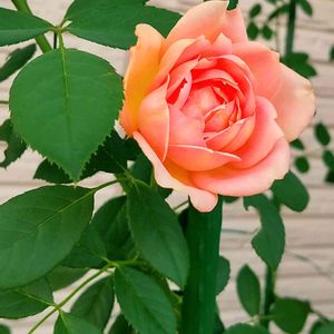 #Lady of Shalott,玄関の画像