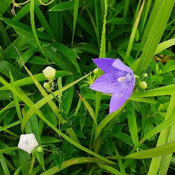 平尾台の画像 by anne.2311さん | お出かけ先と平尾台とかわいい♡と山野草と笑って咲く花と癒しの花と在来種と山歩きと紫の花