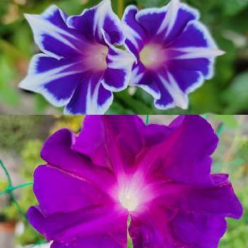 青色の花の画像 by ムニさん | 小さな庭と朝顔とブラックナイトとあさがおとスノーフレークとアサガオと青色の花と紫色の花と朝顔の花と青い花とおうち園芸と紫色のお花と多肉好きとベランダーと多肉初心者
