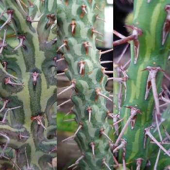 トウダイグサ科の画像 by 旦那ちゃんさん | Euphorbia schizacanthaとEuphorbia sp. aff. actinocladaと Euphorbia erigavensisとユーフォルビア普及委員会とユーフォルビア・シザカンサとユーフォルビア　アクティノラクダとトウダイグサ科　ユーフォルビア属とトウダイグサ科とユーフォルビア属。とユーフォルビアとユーフォルビア・エリガベンシス