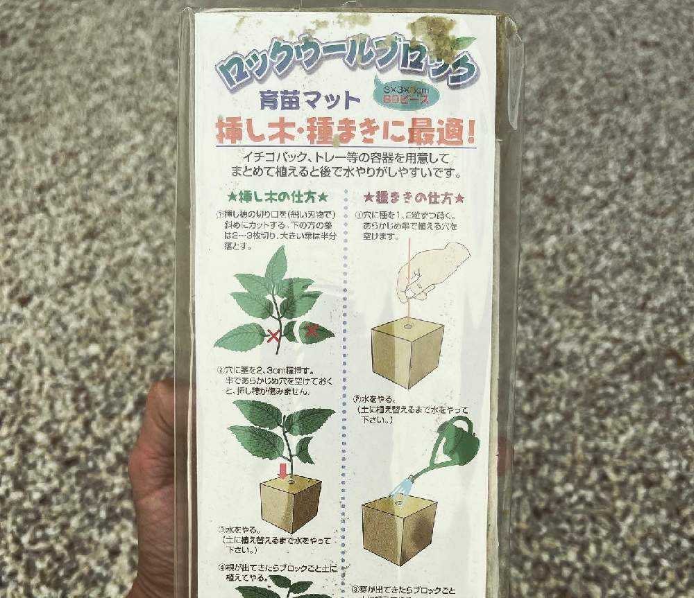 食用ほおずき　挿し穂　挿し木　挿し枝　根なし　ネコポス箱 食用ほおずき 挿し穂 挿し木 挿し枝 根なし ネコポス箱 食用ほおずき