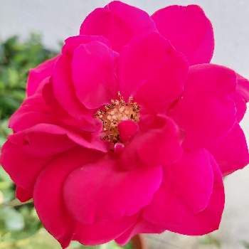 鉢植えのバラの画像 by IKUMAMAさん | 小さな庭とカワイイ～☺️と咲いてくれてありがとう❤とおうち園芸と鉢植えのバラとバラ・ミニバラとバラを楽しむと癒し♡と赤いバラ