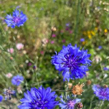 Blueの画像 by tomiiiさん | お出かけ先とヤグルマギクと散歩中とBlueと都会の花