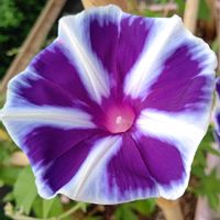 アサガオ,花散歩,2022涼を呼ぶ夏の花草木,いつもの公園1️⃣,お出かけ先の画像