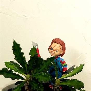 ユーフォルビア デカリーの画像 by しぃさん | ユーフォルビア デカリーとデカリーと植物中毒と花より葉っぱ