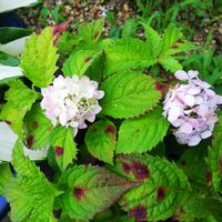 山あじさい,山あじさい 新宮てまり,鉢植え,耐寒性落葉低木,有毒植物の画像