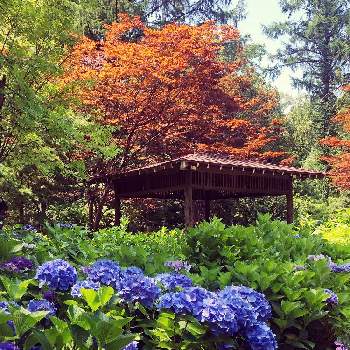 紫陽花の季節の画像 by まなさん | お出かけ先とノムラカエデと紫陽花と紫陽花の季節と北海道の夏とさわやかな季節と夏の風景と札幌と豊平公園