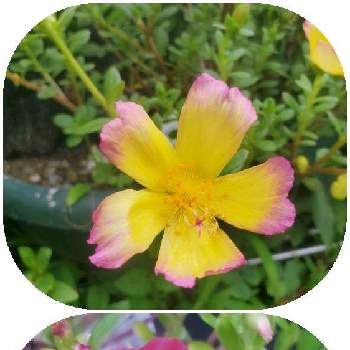 お花に癒されて❤️の画像 by ナナママさん | 小さな庭とポ―チュラカと可愛い〜♡とガーデニング♥と色がきれーい❤️とお花に癒されて❤️
