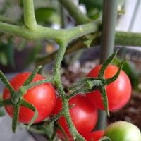 ミニトマト トマトベリー,ミニトマト,プランター菜園,プランター野菜,プチ家庭菜園の画像