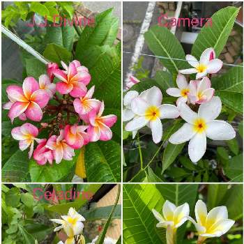 熱帯花木の画像 by mangostanaさん | 小さな庭とプルメリアと熱帯植物と熱帯花木とおうち園芸