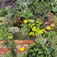 クラスペディア グロボーサ,植栽,花壇DIY,レンガ敷き,宿根草ガーデンの画像