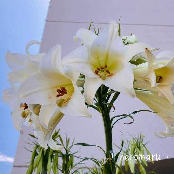 帰化植物の画像 by + nekomaru +さん | タカサゴユリと咲いたよと帰化植物と強い子といつの間にかと白い花と花壇観察