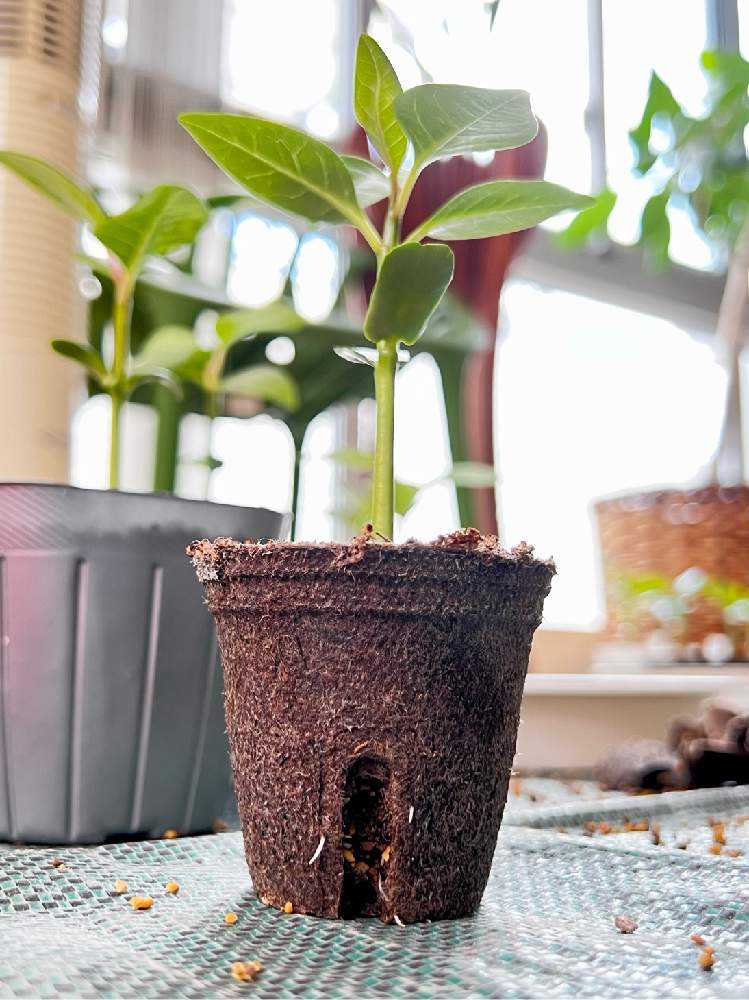 タネから育てるプルメリア🌺｜🍀GreenSnap（グリーンスナップ）