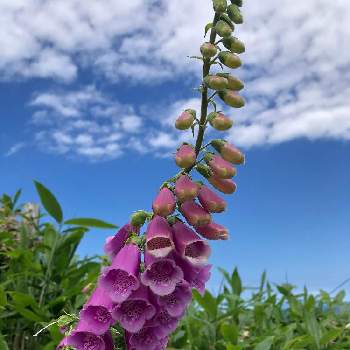 ジギタリスの投稿画像一覧 Greensnap グリーンスナップ ジギタリスの投稿画像一覧 Greensnap グリーンスナップ