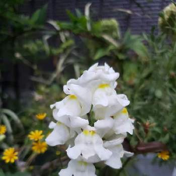 ダールベルグデージー,キンギョソウ,いい香り,おすすめのお花,小さな庭の画像