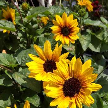 南北アメリカ原産の画像 by Kevinさん | ヒマワリとGS映えと２０２０年５月同期と今日の一枚と黄色い花と今日のお花と幸せの黄色いお花とビタミンカラーと今日の花と可愛いと花のある暮らしとかわいいときょうのお花と南北アメリカ原産と素敵