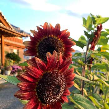 本日の花の画像 by まさきさん | 広い庭とヒマワリとヒマワリ‼と本日の花