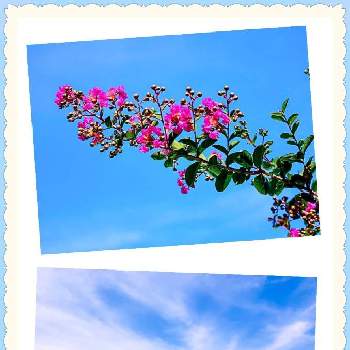 チーム☆YOKOHAMA☆の画像 by hanaさん | お出かけ先と百日紅と風景写真と雲仲間とピンクのお花と夏だね♪とチーム☆YOKOHAMA☆とお花は癒しとやっぱり花が好き♡と空を見上げてと青空