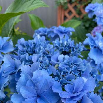 晴れの日の画像 by たなりさん | 小さな庭と紫陽花 おはようと青い花とアジサイ　紫陽花と晴れの日と今日もhappy♡