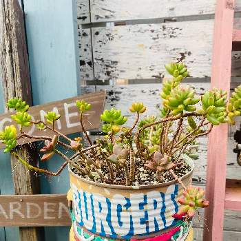 smallgardenの画像 by カオリさん | 多肉植物とリメ缶と小さな小さな庭と多肉庭とsmallgardenとsucculent