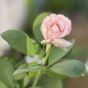 ブルームーン,庭の花,夏の花,花のある暮らし,バラが咲いたよの画像