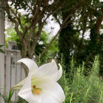 My Garden♪の画像 by mi☆waさん | ローズマリーとタカサゴユリと花壇とMy Garden♪と平和を願う☆と純白マニアと繋がりに感謝✨