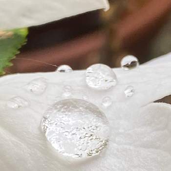 水玉の画像 by まささん | 小さな庭とキキョウ（白花）と水玉