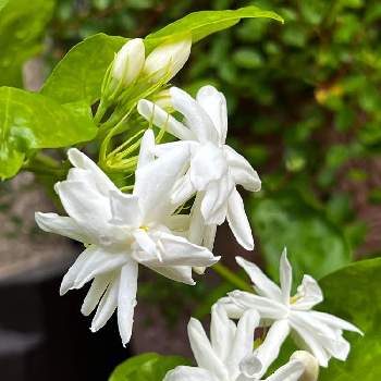 茉莉花,白い花,shizuku's garden,香りのいいお花,金曜日の蕾たちの画像