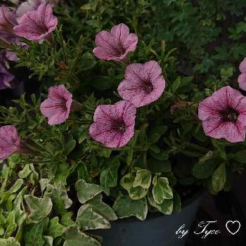 ペチュニア♡の画像 by ティコさん | 小さな庭とペチュニアとよせ植えと鉢植えの花と可愛い花と#ガーデニングとペチュニア♡とGSに感謝と平和を願う☆と大好きな花と可愛いと花のある暮らし