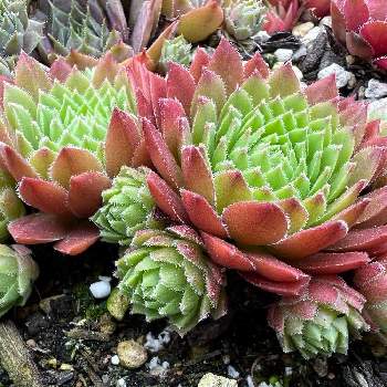 センペルビウム グロリオサムの投稿画像一覧 Greensnap グリーンスナップ