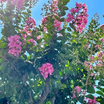 百日紅（サルスベリ)の画像 by イレブンさん | 百日紅（サルスベリ)とピンクの花と花のある暮らしと青空と季節の花