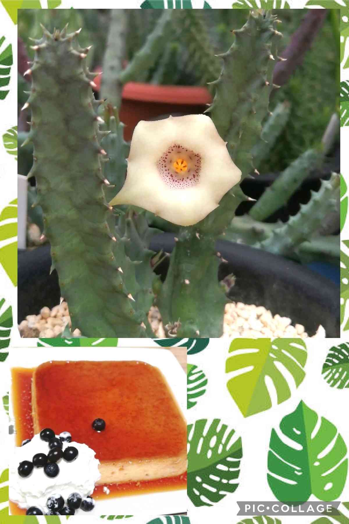 ガガイモ フェルニア クインタ Huernia quinta 蛮妃角 - 観葉植物