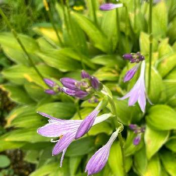ベル型の花の投稿画像一覧 Greensnap グリーンスナップ