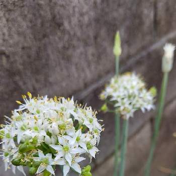 ニラ,金曜日の蕾たち,茨城県,癒される花,可愛いお花の画像