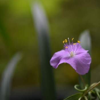 オオムラサキツユクサの画像 by HEATHさん | 小さな庭とオオムラサキツユクサとツユクサ科と常緑多年草と薄いピンクの花