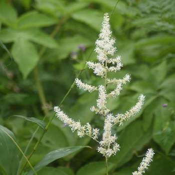 チダケサシ属の投稿画像一覧 Greensnap グリーンスナップ