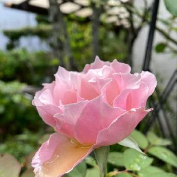 薔薇ダフネの投稿画像一覧 Greensnap グリーンスナップ