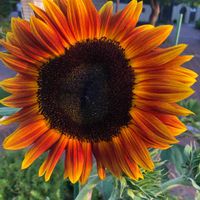 ヒマワリ,夏の花,遊歩道,今日のお花,植物からパワー❣️の画像