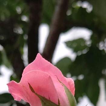 光珠の画像 by ❦THE HERMIT❦さん | お出かけ先とバラと薔薇とばらと金曜日の蕾たちと光輝く花と刹那さと癒されとマクロ撮りと元気❗❗とピンクとちっちゃいものクラブと光珠と本来の色と秘密のpicと大好きな花とシルエット❤︎とヒカリと風の中